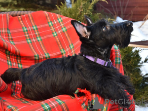 Photo №4. I will sell scottish terrier in the city of Magnitogorsk. private announcement - price - 710$