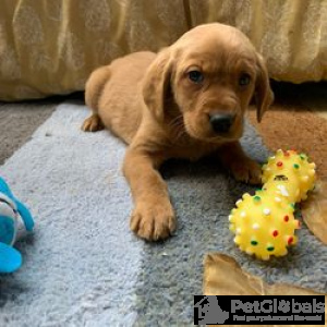 Photo №1. labrador retriever - for sale in the city of Anderlecht | 235$ | Announcement № 134174