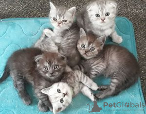 Photo №1. scottish fold - for sale in the city of Strömsund | Is free | Announcement № 48520