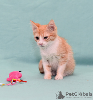 Additional photos: Kitten Zlata - red baby sunshine is looking for a home!