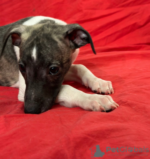 Additional photos: Whippet