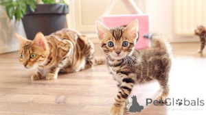 Photo №1. bengal cat - for sale in the city of Puurs-Sint-Amands | negotiated | Announcement № 160491