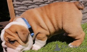 Photo №1. english bulldog - for sale in the city of Evora | negotiated | Announcement № 175371