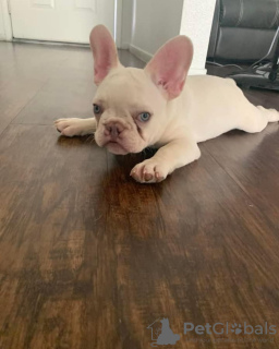 Photo №4. I will sell french bulldog in the city of Bremen. private announcement - price - 380$