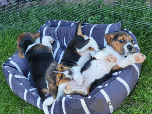 Photo №1. beagle - for sale in the city of Virginia Beach | negotiated | Announcement № 63451