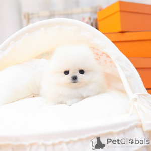 Photo №2 to announcement № 158701 for the sale of pomeranian - buy in Germany private announcement