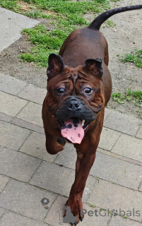 Photo №2 to announcement № 141827 for the sale of  - buy in Poland breeder