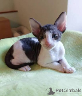 Photo №3. Outstanding Cornish Rex kittens for adoption. Poland