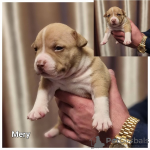 Photo №3. American bully puppy. Lithuania