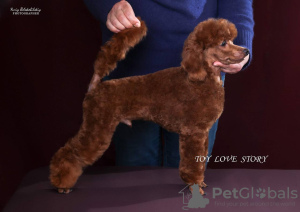 Photo №1. poodle (toy) - for sale in the city of Kiev | 2642$ | Announcement № 111799