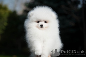 Photo №1. pomeranian - for sale in the city of Bonn | 280$ | Announcement № 117475