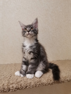Photo №1. maine coon - for sale in the city of Novokuznetsk | 458$ | Announcement № 5637