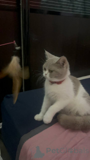 Photo №1. british shorthair - for sale in the city of City of London | 413$ | Announcement № 168165