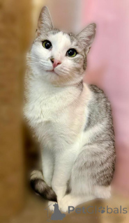 Photo №2 to announcement № 160396 for the sale of  - buy in Russian Federation private announcement