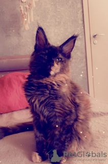 Photo №1. maine coon - for sale in the city of Tallinn | 1585$ | Announcement № 78044