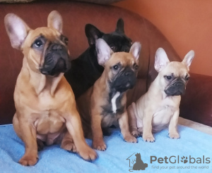 Additional photos: French bulldog puppies