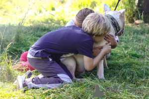 Photo №3. Knit Standard Bull Terrier in Russian Federation. Announcement № 64432