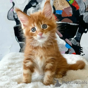 Photo №1. maine coon - for sale in the city of Pécs | 413$ | Announcement № 167926