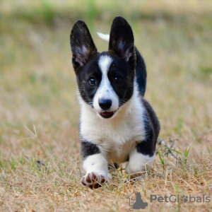 Additional photos: Welsh Corgi Cardigan puppy FCI