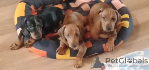 Photo №1. dachshund - for sale in the city of Dnipro | negotiated | Announcement № 14736