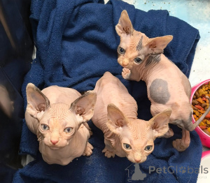 Photo №1. sphynx cat - for sale in the city of Achaern | 450$ | Announcement № 173564