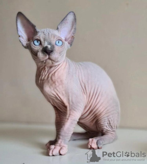 Photo №2 to announcement № 84373 for the sale of sphynx-katze - buy in United States private announcement