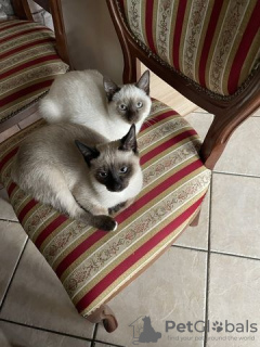 Photo №3. Purebred Siamese kittens. Germany