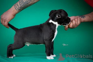 Photo №4. I will sell american staffordshire terrier in the city of Ниш. breeder - price - negotiated