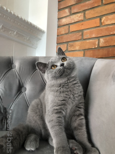 Photo №4. I will sell british shorthair in the city of Bydgoszcz. breeder - price - negotiated