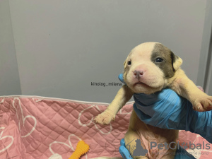 Photo №1. american bully - for sale in the city of Панчево | 2747$ | Announcement № 127725