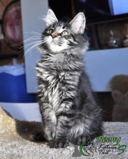 Photo №3. Maine Coon boy ready to move. Russian Federation
