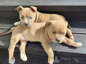Photo №2 to announcement № 135759 for the sale of american staffordshire terrier - buy in Poland 