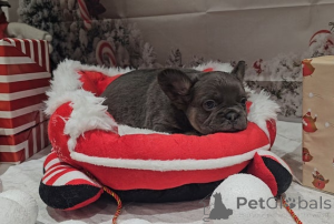 Photo №2 to announcement № 161322 for the sale of  - buy in Australia 