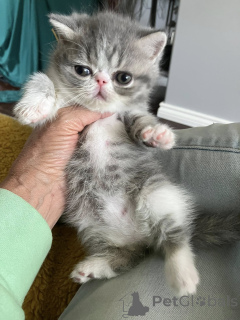 Photo №3. Exotische korthaar kittens te koop. Netherlands