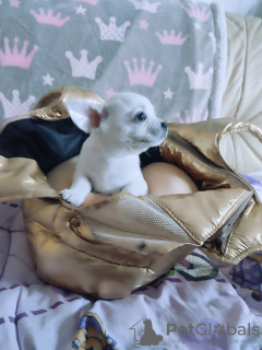 Photo №2 to announcement № 127181 for the sale of chihuahua - buy in Germany private announcement