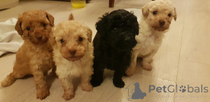 Photo №1. poodle (toy) - for sale in the city of Anderu | negotiated | Announcement № 172867