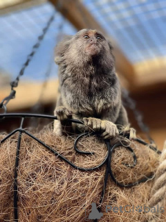 Photo №3. Marmoset male and female available for adoption. Shipping worldwide. Germany