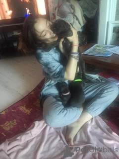 Photo №3. Beautiful Cane Corso Puppies needing a happy home.. Spain