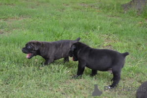 Photo №1. cane corso - for sale in the city of Hartford | 500$ | Announcement № 129527