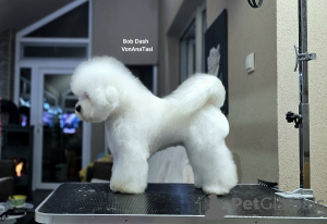 Additional photos: Bichon Frize (Curly Bichon) top male