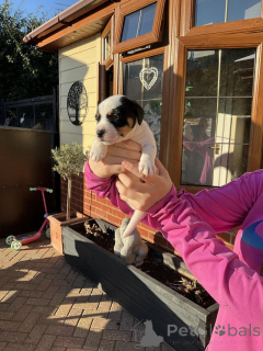Photo №1. jack russell terrier - for sale in the city of Arkansas City | 500$ | Announcement № 174592