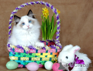Photo №4. I will sell ragdoll in the city of Москва. private announcement - price - 20$