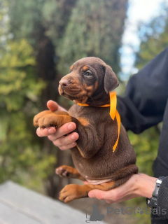 Additional photos: Doberman puppies