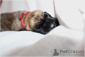 Additional photos: Yellow Brindle Puppies FCI