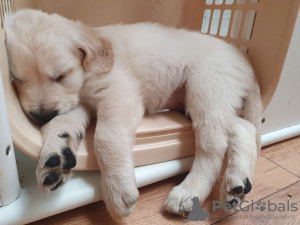Photo №2 to announcement № 106732 for the sale of golden retriever - buy in Germany private announcement
