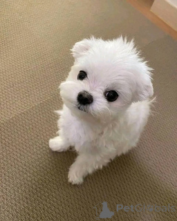 Photo №1. maltese dog - for sale in the city of Kuwait City | negotiated | Announcement № 135103