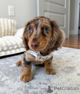 Photo №2 to announcement № 150841 for the sale of dachshund - buy in Germany private announcement