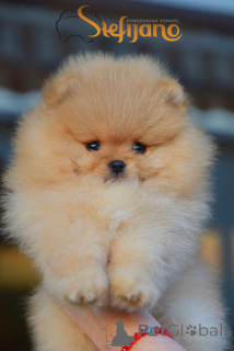Photo №2 to announcement № 147964 for the sale of pomeranian - buy in Serbia breeder