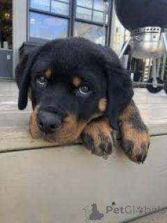 Photo №2 to announcement № 135915 for the sale of rottweiler - buy in Germany 