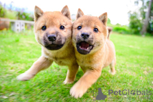 Photo №1. shiba inu - for sale in the city of Strasbourg | Is free | Announcement № 118192